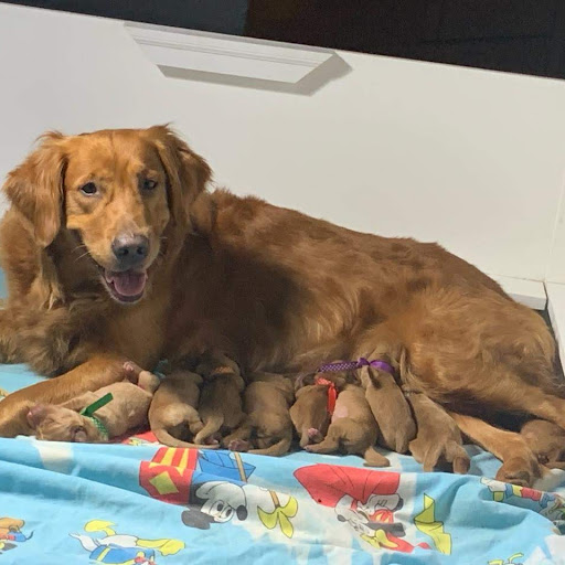Pups1